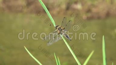蜻蜓宽体追逐者或宽体达特莱贝拉雌鸟坐在绿色的草叶上